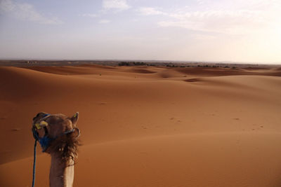 Camel in a Desert
