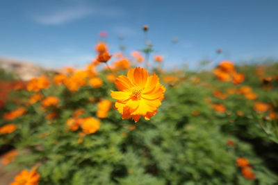 Close Up Picture of a Flower