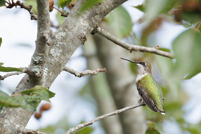 Green Bird on a Branch
