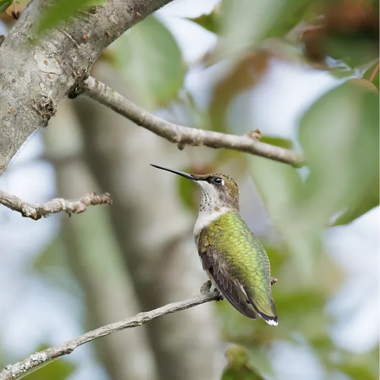 Green Bird on a Branch