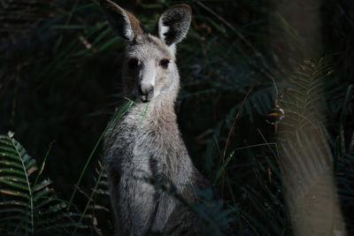 Kangaroo at Night