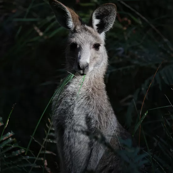 Kangaroo at Night