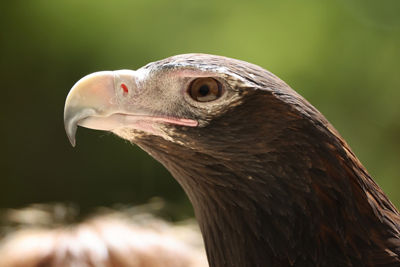 Close-Up to a Hawk's Face