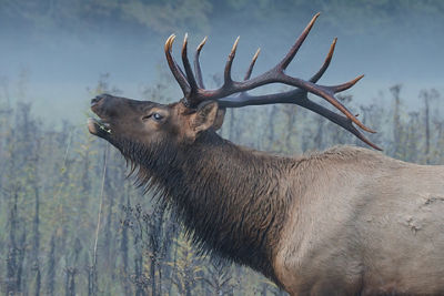 Close-Up to a Moose's Face