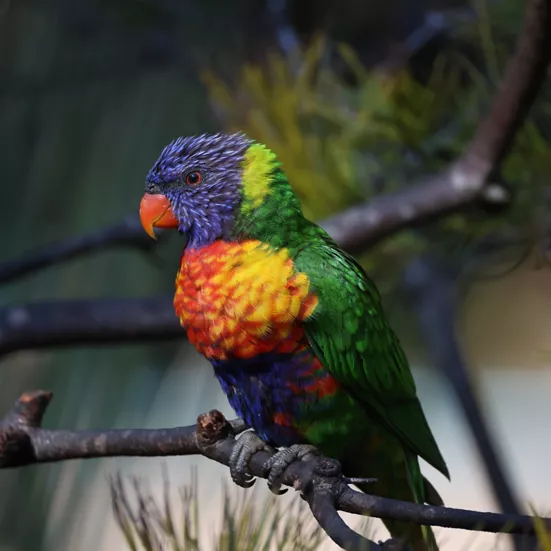 Rainbow Bird on a Branch