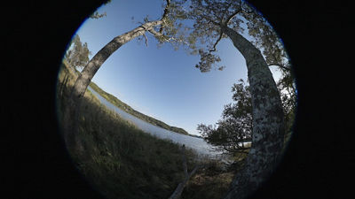 Fisheye Demo - Two Trees in a Field - 7mm