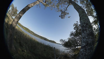 Fisheye Demo - Two Trees in a Field - 9mm