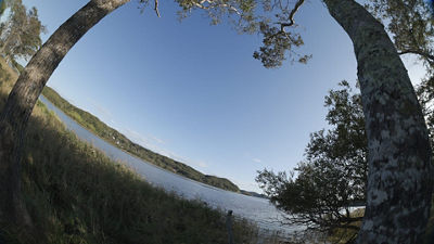 Fisheye Demo - Two Trees in a Field - 11mm
