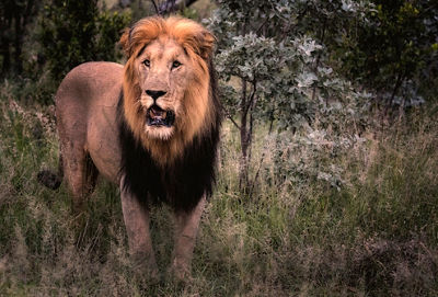 Portrait of large male lion
