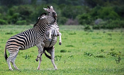 Two zebras jumping around