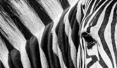 Close up image of zebra fur pattern and texture