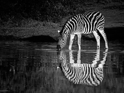 Dramatic black and white photo of a zebra drinking from a pond