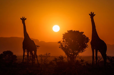 Golden sunset with two giraffes silhouetted in the foreground