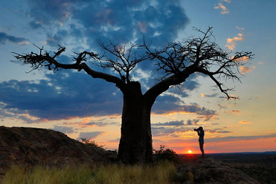 Baobab tree silhouetted by the sunset in the background
