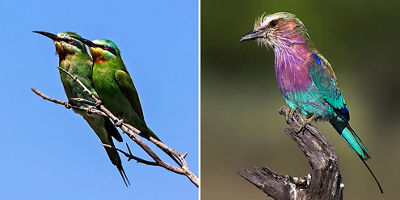 Brightly colored birds perched in branches