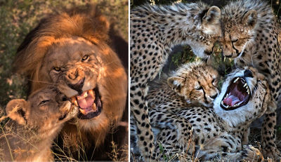 Side by side images of a Lion with its cub on the left and a leopard with its cubs on the right