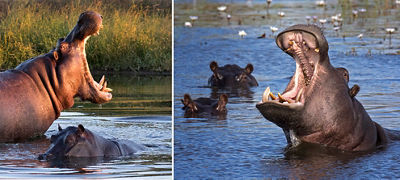 Hippos yawning and showing their teeth