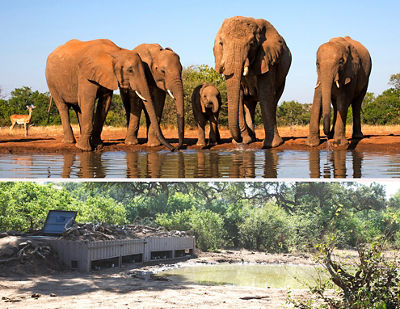 Elephant family drinking from a pond and the photo of the blind beneath