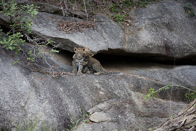 Two leopard cubs playing on a rock in the distance