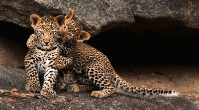 Two leopard cubs playing on a rock up close