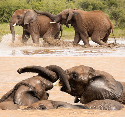 Two elephants playing in the mud