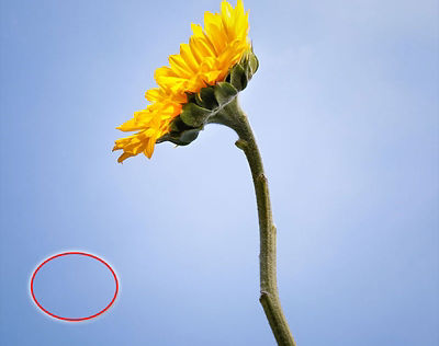 Close-up image of a flower with a red circle in the bottom left corner. There are no specks in the circle