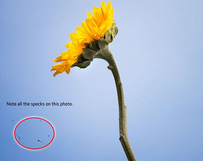 A close-up image of a flower with specks circled in red in the bottom left corner. Text above the red circle reads Note all the specks on this photo