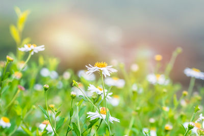 Image of flowers in a field on a sunny day