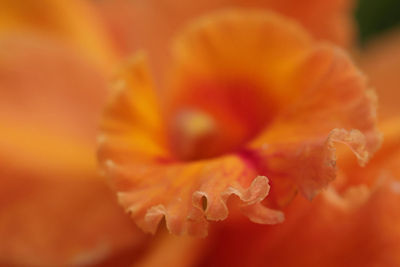 Orange Flower