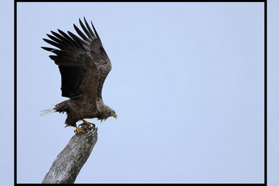Hawk on top of a Tree