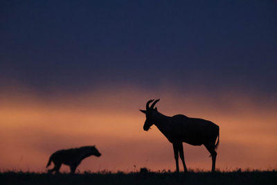 Animal Silhouette During Sunset