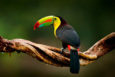 Canon EOS Rebel T100