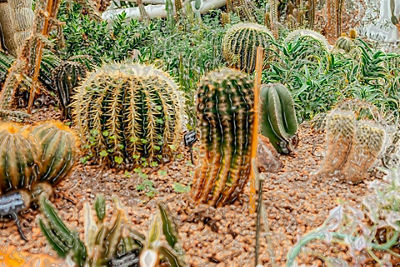 Canon EOS Rebel T100