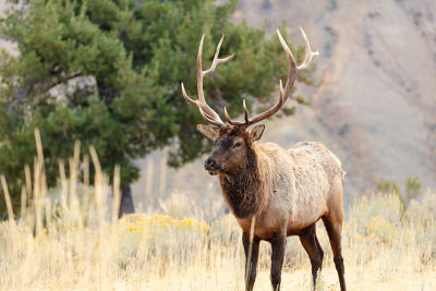 Bull Elk