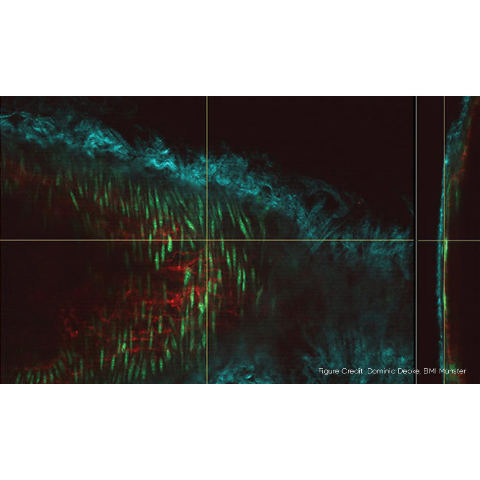 레이저 현미경: 생물학의 핵심 툴