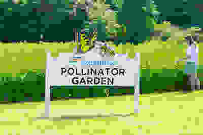 Bee pollinator program