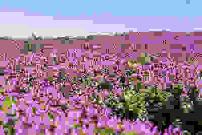 Purple flowers near a turbine