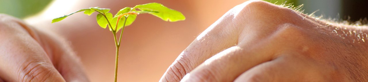 Close-up hands planting