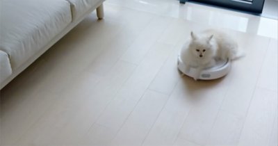 Cat riding on top of Roomba automatic vacuum cleaner