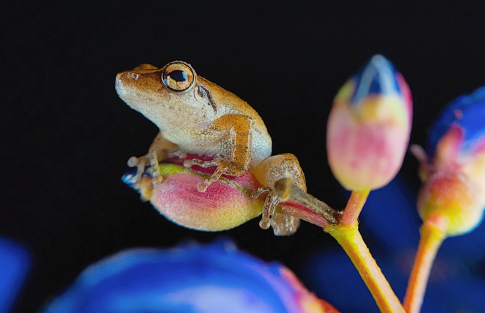 A small frog is pictured sitting on a flower bud against a black background. 