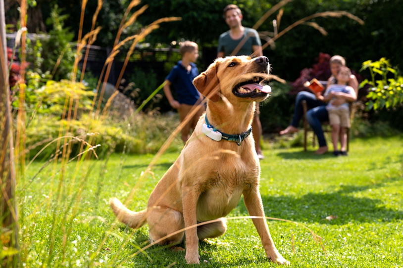 Yellow dog wearing GPS tracker on collar while sitting on green grass.
