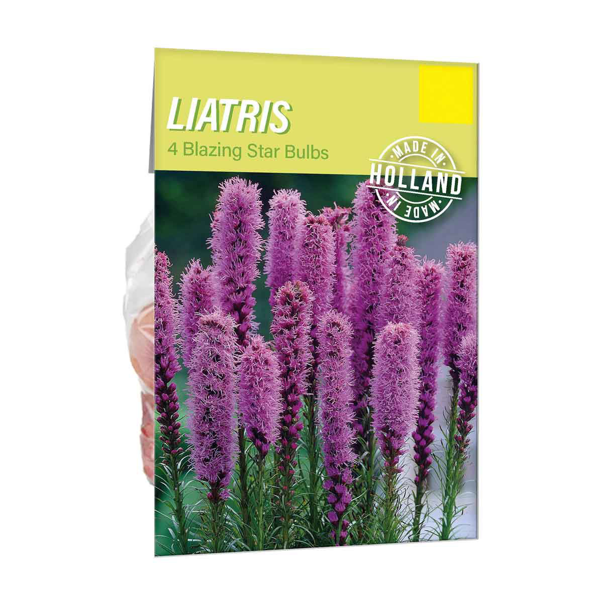 Liatris-Blazing-Star-Bulbs,-4-ct