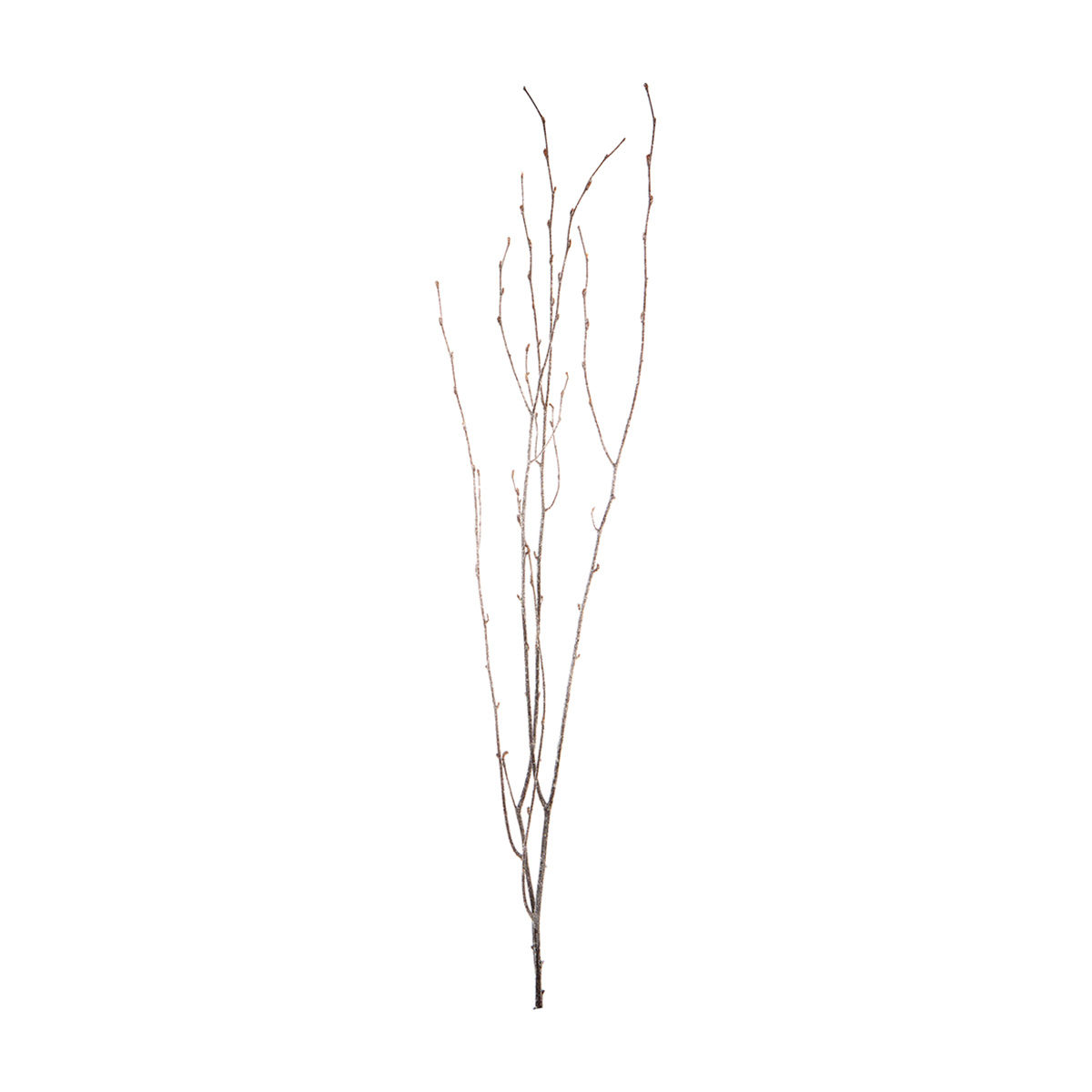 Christmas Holiday Tall Sugared Birch Branches, Natural