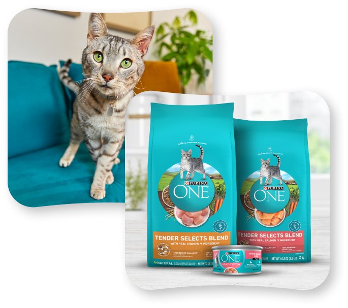 Cat and Friskies products