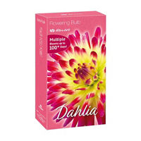 Amazing Spring Bulbs Pack