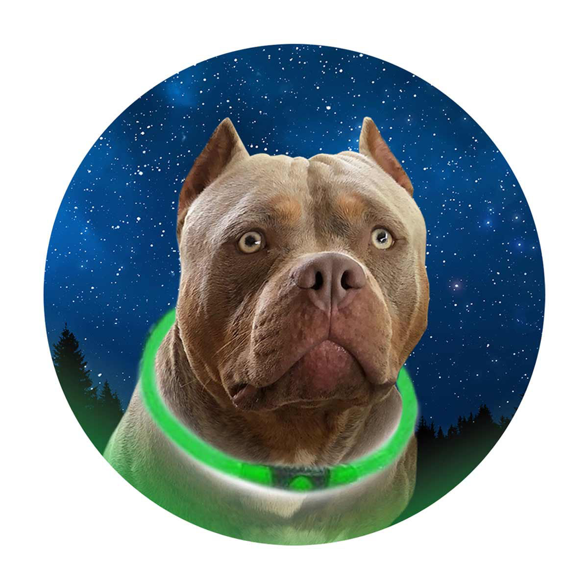 Friendli LED Dog Collar, Large