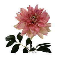 Peach Dahlia Stem