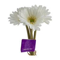 White Daisy Bush