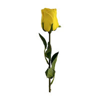 Yellow Rose Stem