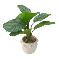 Faux Calathea Plant